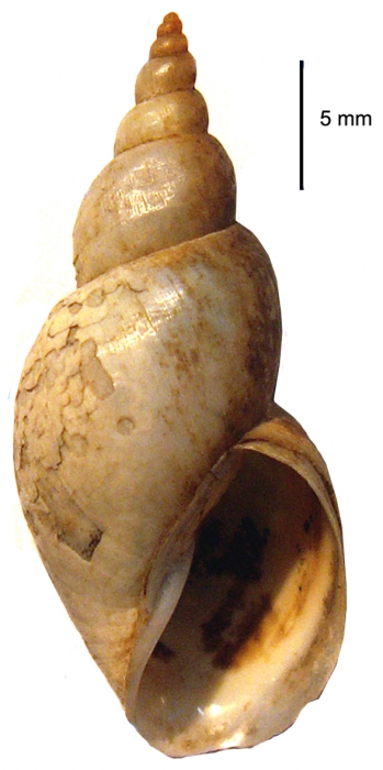 Lymnaea taurica, a topotype shell