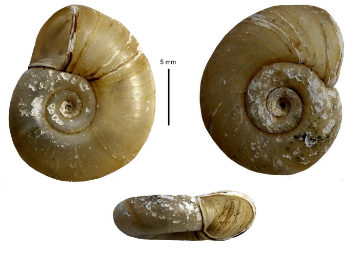 Biomphalaria glabrata Biomphalaria glabrata