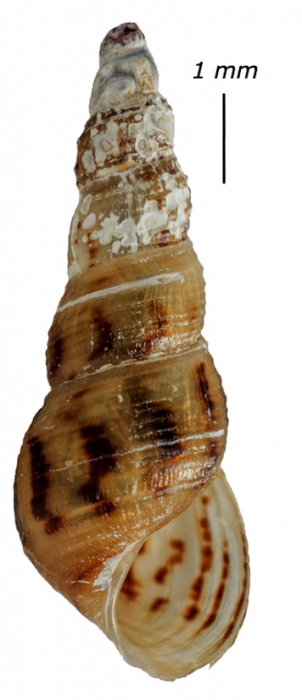 Melanoides pamirica