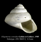 Oligomeria conoidea Galkin & Golikov, 1985 [holotype]