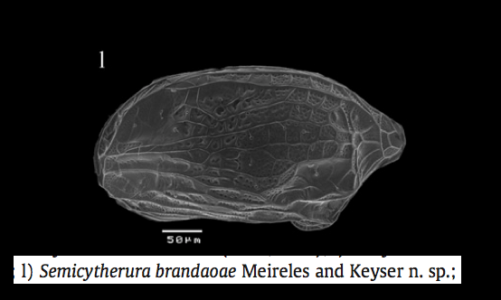 Semicytherura brandaoae Meireles & Keyser in Meireles, Keyser & Ávila, 2014 - female paratype