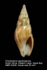 Charitodoron agulhasensis