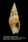Charitodoronidae