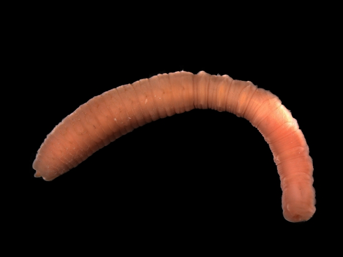 Notomastus latericeus M. Sars, 1851 Notomastus latericeus M. Sars, 1851