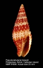 Pseudonebularia lienardi