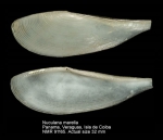 Nuculanidae