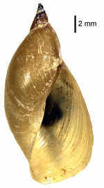 Radix rufescens