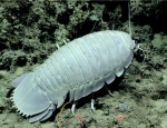 Bathynomus giganteus, 720 m Gulf of Mexico

Image courtesy of the NOAA Office of Ocean Exploration and Research, Gulf of Mexico 2017. Identification from photograph by M. Wicksten and D. Amon.