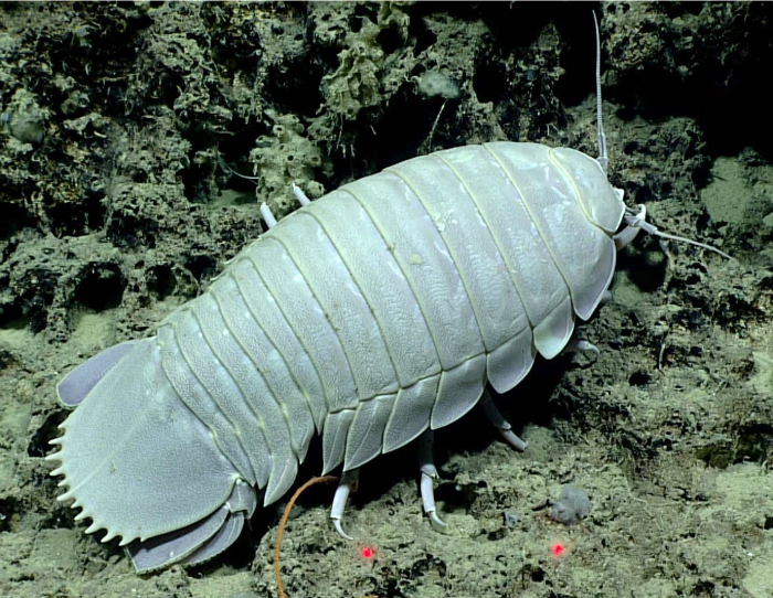 Bathynomus giganteus