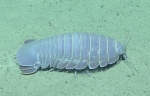 Bathynomus giganteus, 816 m Gulf of Mexico

Image courtesy of the NOAA Office of Ocean Exploration and Research, Gulf of Mexico 2017. Identification from photograph by M. Wicksten and D. Amon.