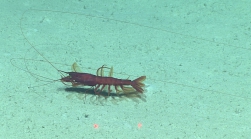 Cerataspis sp., 816 m Gulf of Mexico

Image courtesy of the NOAA Office of Ocean Exploration and Research, Gulf of Mexico 2017. Identification from photograph by M. Wicksten and D. Amon.