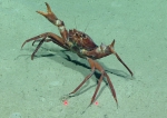 Chaceon quinquedens, 741 m Gulf of Mexico

Image courtesy of the NOAA Office of Ocean Exploration and Research, Gulf of Mexico 2017. Identification from photograph by M. Wicksten and D. Amon.