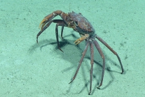 Chaceon quinquedens, 812 m Gulf of Mexico

Image courtesy of the NOAA Office of Ocean Exploration and Research, Gulf of Mexico 2017. Identification from photograph by M. Wicksten and D. Amon.