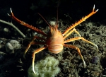 Eumunida picta, 399 m Gulf of Mexico

Image courtesy of the NOAA Office of Ocean Exploration and Research, Gulf of Mexico 2017. Identification from photograph by M. Wicksten and D. Amon.