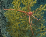 Gastroptychus sp., 774 m Gulf of Mexico

Image courtesy of the NOAA Office of Ocean Exploration and Research, Gulf of Mexico 2017. Identification from photograph by M. Wicksten and D. Amon.