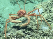 Lamoha noar, 666 m Gulf of Mexico

Image courtesy of the NOAA Office of Ocean Exploration and Research, Gulf of Mexico 2017. Identification from photograph by S. Ahyong.