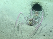 Acanthacaris caeca, 722 m Gulf of Mexico

Image courtesy of the NOAA Office of Ocean Exploration and Research, Gulf of Mexico 2017. Identification from photograph by M. Wicksten and D. Amon.
