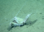 Nephropsis aculeata, 760 m Gulf of Mexico

Image courtesy of the NOAA Office of Ocean Exploration and Research, Gulf of Mexico 2017. Identification from photograph by M. Wicksten and D. Amon.