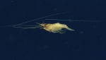 Hepomadus tener, 2142 m Gulf of Mexico

Image courtesy of the NOAA Office of Ocean Exploration and Research, Gulf of Mexico 2017. Identification from photograph by M. Wicksten.