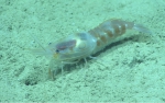 Heterocarpus ensifer, 409 m Gulf of Mexico

Image courtesy of the NOAA Office of Ocean Exploration and Research, Gulf of Mexico 2017. Identification from photograph by M. Wicksten.