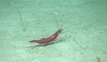 Nematocarcinus ensifer, 2158  m Gulf of Mexico

Image courtesy of the NOAA Office of Ocean Exploration and Research, Gulf of Mexico 2017. Identification from photograph by M. Wicksten.