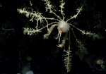 Podochela sp., 688  m Gulf of Mexico

Image courtesy of the NOAA Office of Ocean Exploration and Research, Gulf of Mexico 2017. Identification from photograph by M. Wicksten.