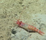 Glyphocrangon aculeata, 1169 m Gulf of Mexico

Image courtesy of the NOAA Office of Ocean Exploration and Research, Gulf of Mexico 2017. Identification from photograph by M. Wicksten.