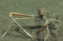 Rochinia crassa, 790 m Gulf of Mexico

Image courtesy of the NOAA Office of Ocean Exploration and Research, Gulf of Mexico 2017. Identification from photograph by M. Wicksten.