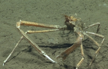 Rochinia crassa, 790 mGulf of Mexico

Image courtesy of the NOAA Office of Ocean Exploration and Research, Gulf of Mexico 2017. Identification from photograph by M. Wicksten.