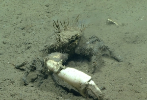 Trichopeltarion nobile, 780 m Gulf of Mexico

Image courtesy of the NOAA Office of Ocean Exploration and Research, Gulf of Mexico 2017. Identification from photograph by M. Wicksten.