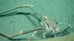 Munida valida, 532 mGulf of Mexico

Image courtesy of the NOAA Office of Ocean Exploration and Research, Gulf of Mexico 2017. Identification from photograph by M. Wicksten.