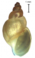 Galba truncatula - topotype