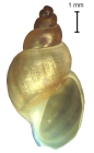 Galba truncatula - topotype