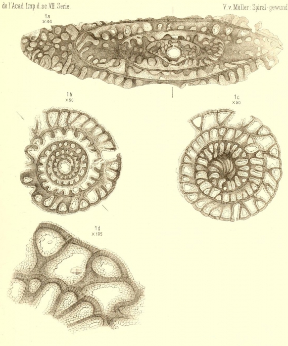 Fusulina cylindrica Fischer De Waldheim, 1830