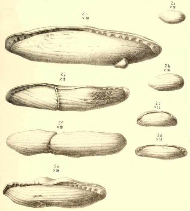 Fusulina cylindrica Fischer De Waldheim, 1830