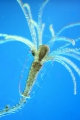 Hydrozoa (hydroids)