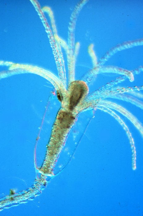 Polyp stage of Clytia hemisphaerica, Mediterranean Polyp stage of Clytia hemisphaerica, Mediterranean