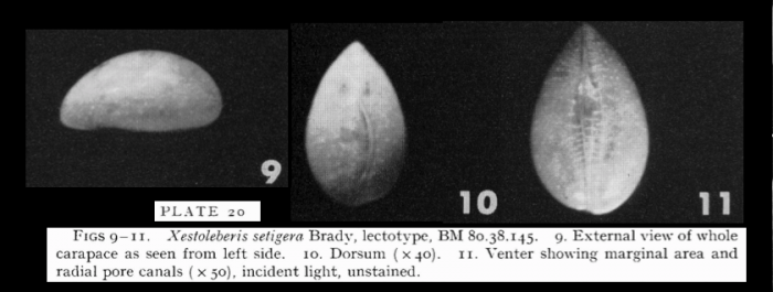 Xestoleberis setigera Brady, 1880 - Lectotype from Puri &amp; Hulings, 1976