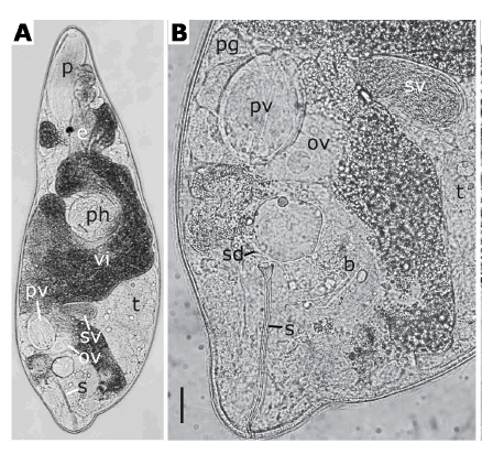 (A) G. elegans (A) G. elegans