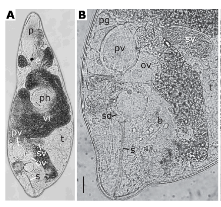 (A) G. elegans 