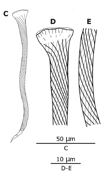 G. elegans G. elegans