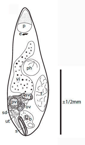G. elegans G. elegans