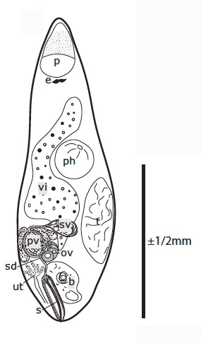 G. elegans