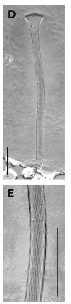 G. elegans G. elegans