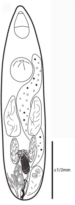 G. schockaerti G. schockaerti
