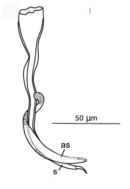 G. schockaerti G. schockaerti