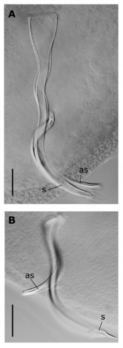 G. schockaerti G. schockaerti