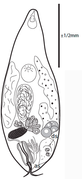 G. mediterraneus G. mediterraneus
