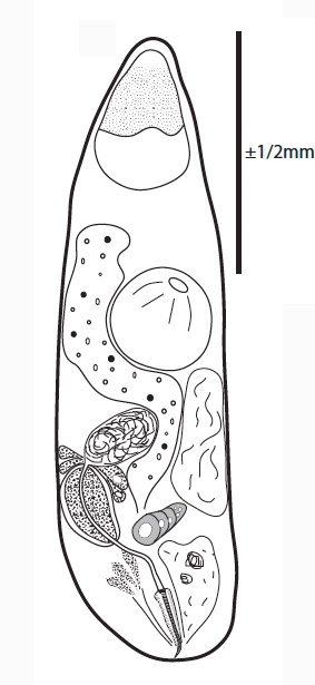 G. faroensis G. faroensis