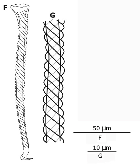 G. faroensis G. faroensis